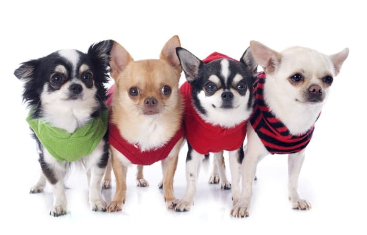 Four Chihuahuas of different colors wearing sweaters to stay warm.