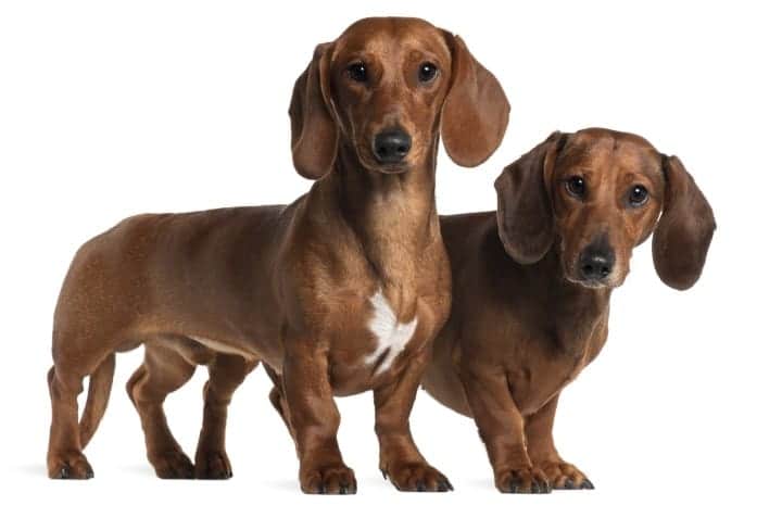 Two smooth-haired brown Dachshunds (Sausage Dogs) standing together against a white background.
