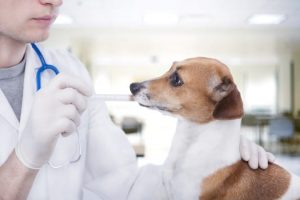 dog behaviors after heartworm treatment