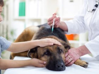 dog behaviors after rabies vaccine