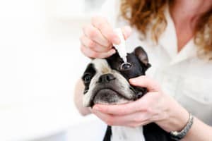 Administering eyedrops for dog pink eye