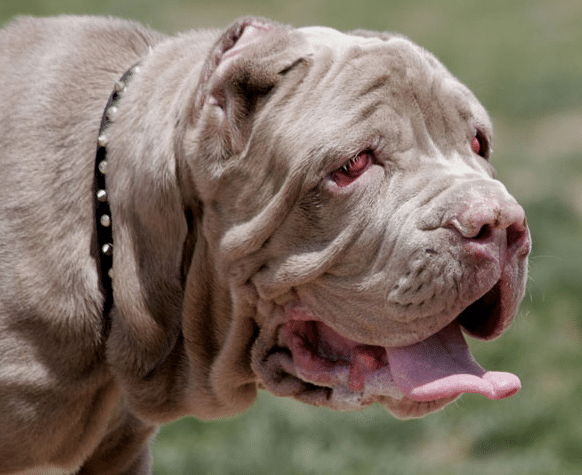 Cherry eye is common in certain breeds of dogs especially those with a flat face