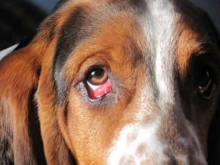 Conjunctivitis in dogs, Red eye is a most common symptom