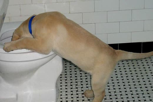 A dog vomiting mucus may take on different colors.