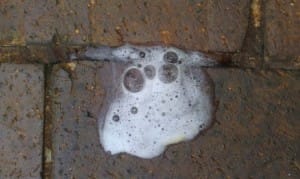 White foamy dog vomit with a small yellow bile tint on a brick patio.