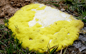 Close up of dog vomit showing liquid yellow bile mixed with white foamy mucus on grass.