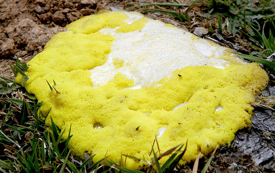 Dog Vomiting Yellow Foam