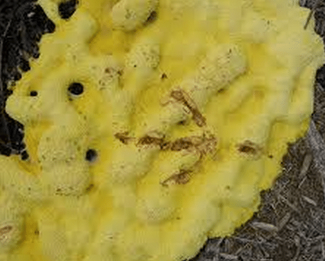 dog vomit yellow foam with blood
