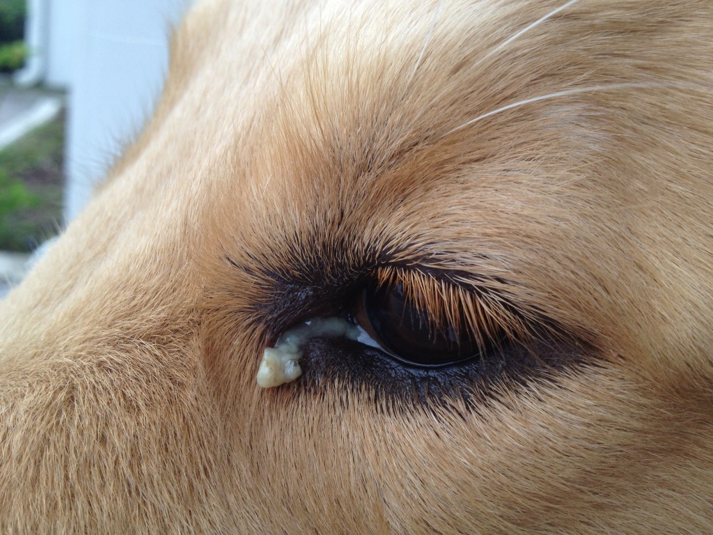 Dog Eye Discharge