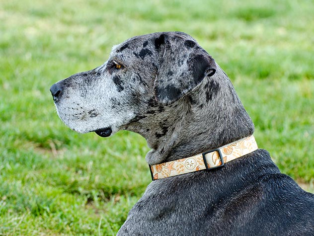 Black Spots on Dogs skin