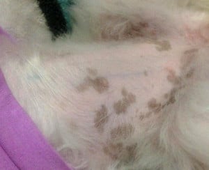 Black Spots on Dog's skin
