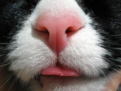 Cat wet nose