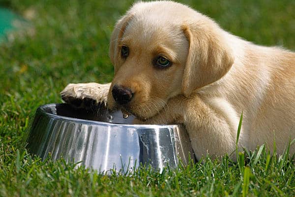 Encourage water intake for dog with cold