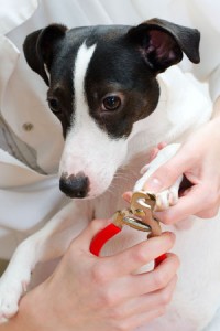 Have a groomer clip your dog's nails