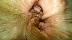 Ear Mites in Dogs Picture 1