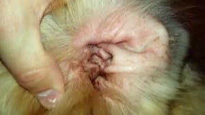 Dog Ear Mites Picture 2