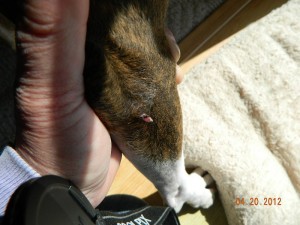 Skin tags on dogs pictures 4