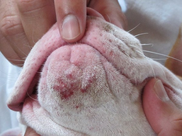 Dog pimples on the chin of a bulldog