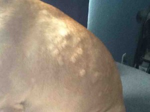 bumps on dogs skin