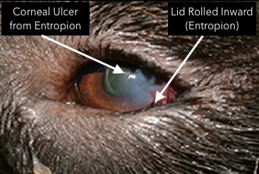 Corneal Ulcer from entropion in dogs