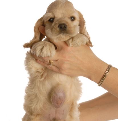 Do dogs have belly buttons