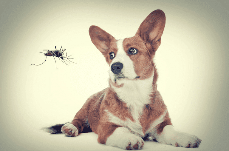 mosquito repellent for dogs