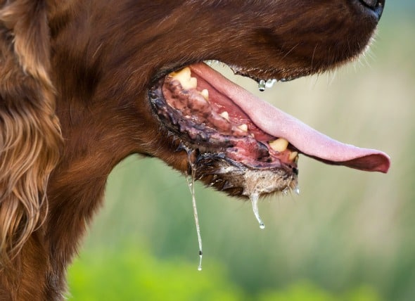 Excessive drooling in dogs