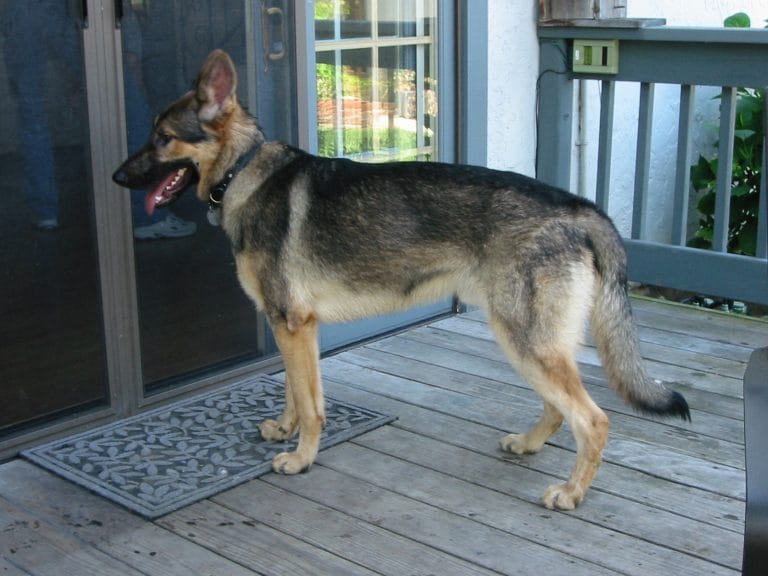 what causes dog back legs shaking?