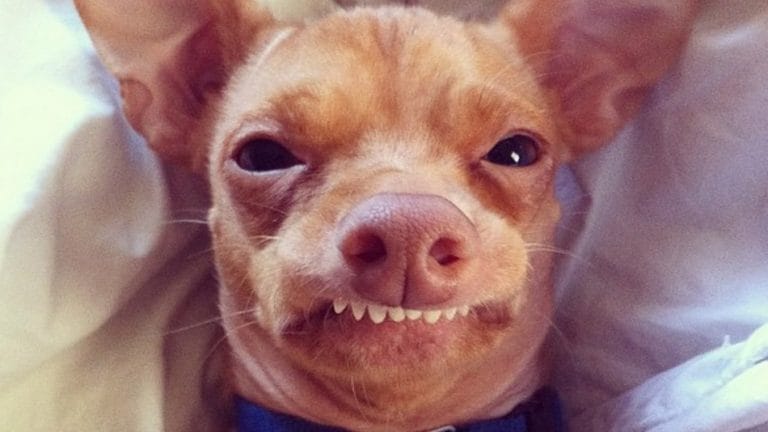 Dog Overbite