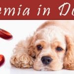 Anemia in Dogs
