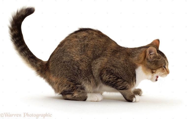 Hairballs in cats