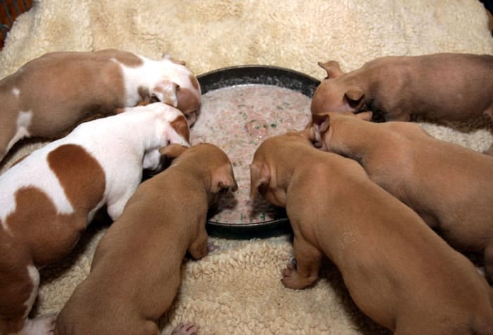 How to wean puppies
