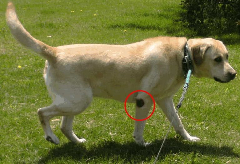 Dog elbow callus