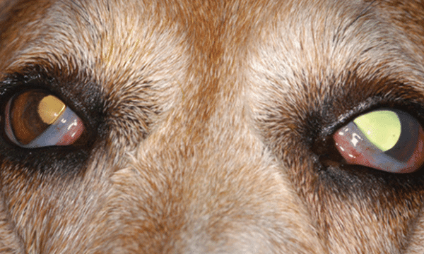 Glaucoma in Dogs