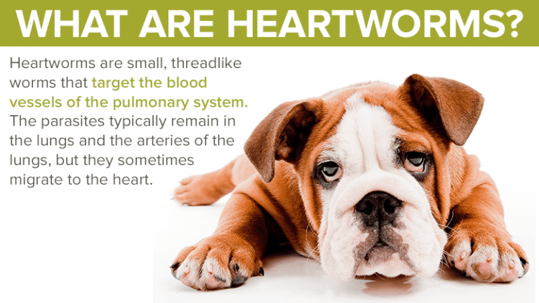 Canine Heartworms