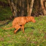 Colitis in dogs