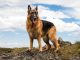 German Shepherd Dog Personality Traits And Behaviors