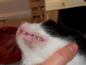 Mild Cat Acne