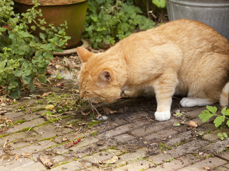 Cat Vomiting Foam, Not Eating, Green Bile, Foamy Blood and Food Dogs