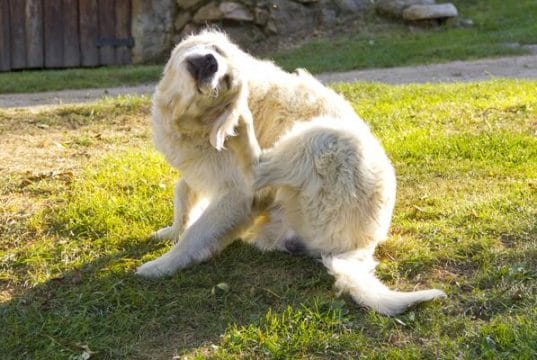 home remedy for dog ear infections with boric acid