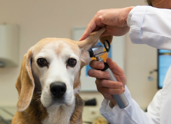 Dog ear swelling
