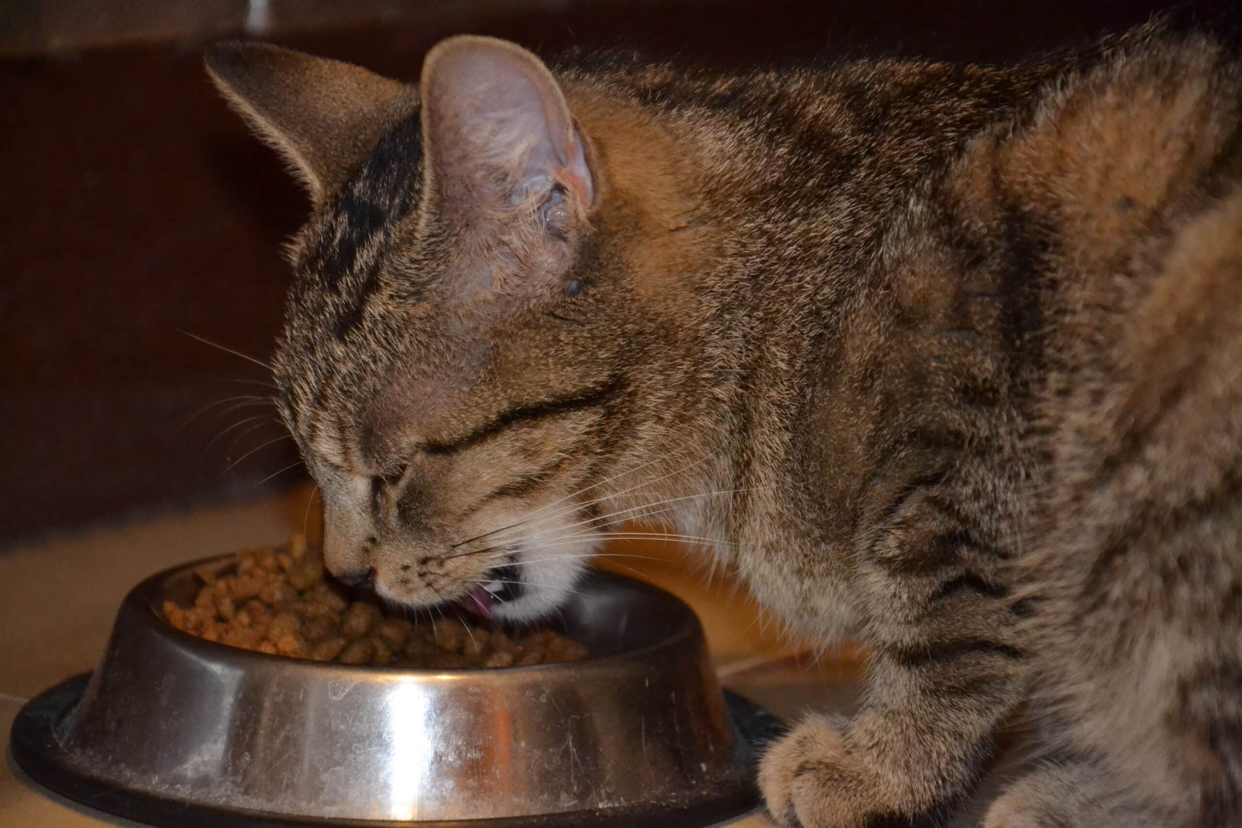 cat eating - Mirtazapine is a popular appetite stimulant for cats