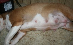 mastitits in dog not pregnant
