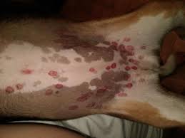 red spots on dogs belly