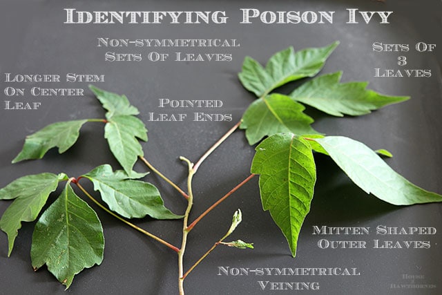 how to treat poison oak on dogs