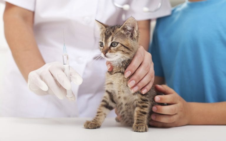 Leukemia in Cats