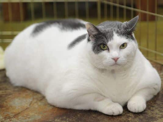 Overweight Cats