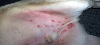 Poison ivy on dogs belly