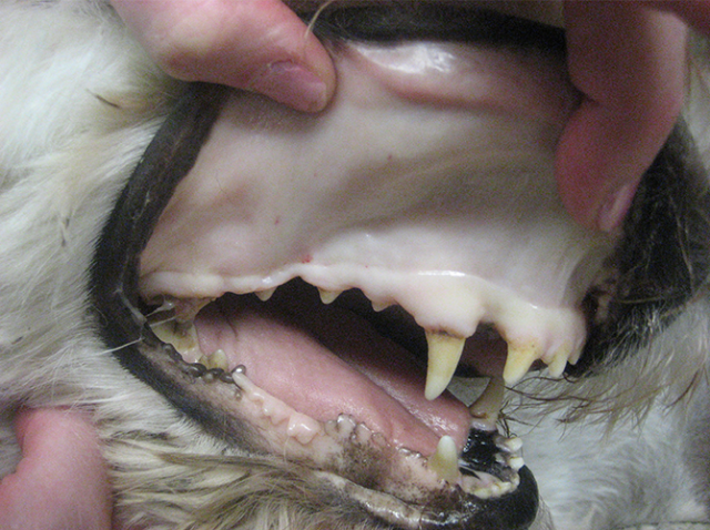 Bumps On Dog Lips Oral Papilloma Growths Pink White Red Dogs