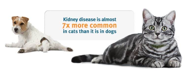 Kidney Problems in Cats